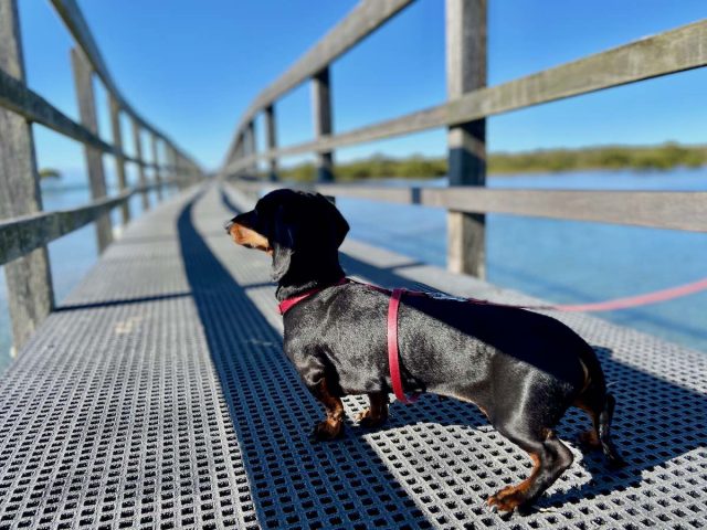 Dog on Urunga Boardwalk
