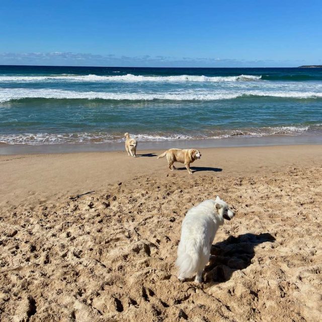 Dogs on Greenhill Beach