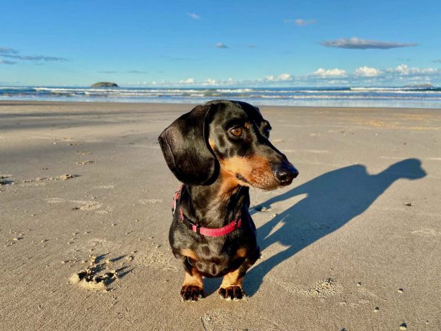 Emerald Beach with Dog