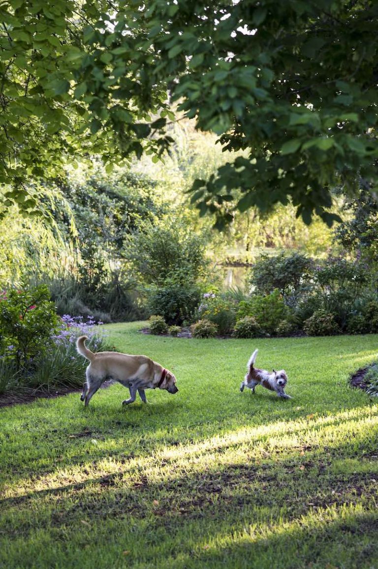 DogFriendly Mudgee Visiting Mudgee with a Dog Travelnuity