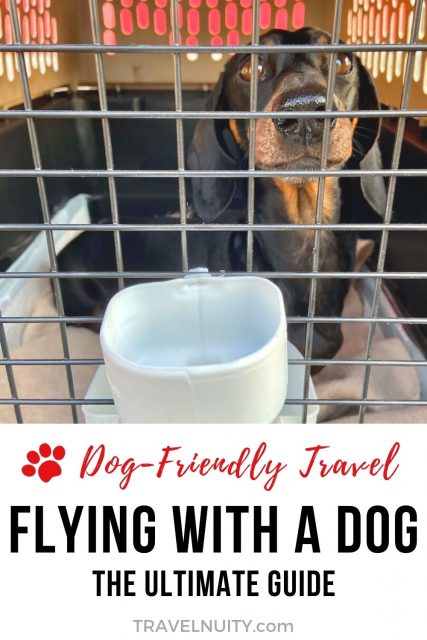 Flying with a dog