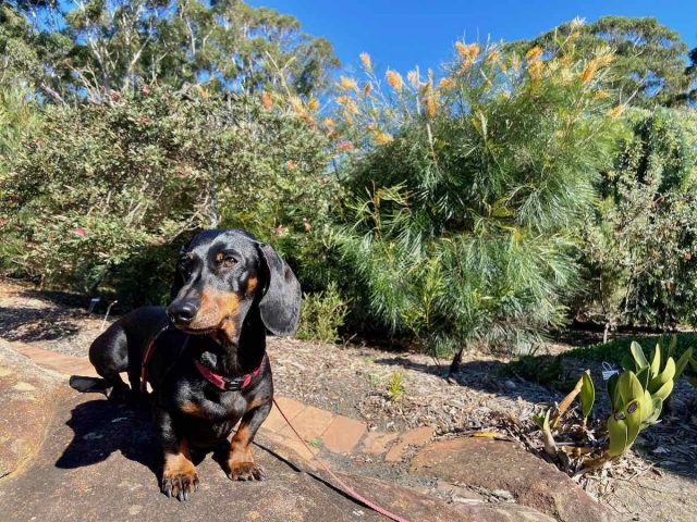 Dog at Illawarra Grevillea Park