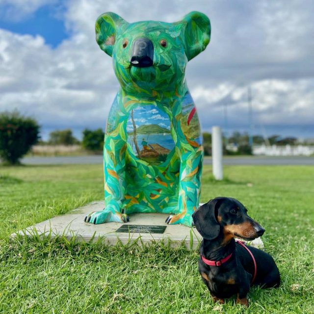A koala sculpture in Laurieton with dog