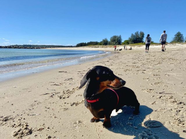 Kurnell Dog Beach