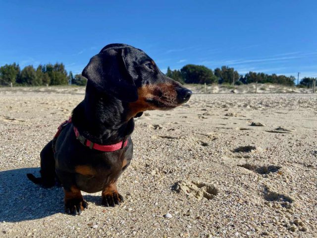 Sydney dog beaches