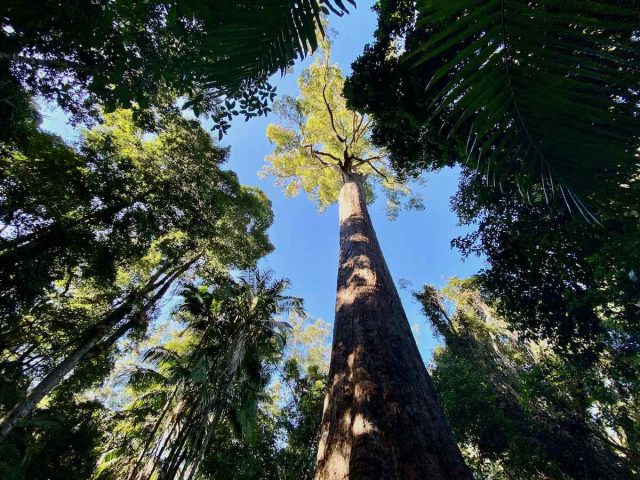 Looking up into the canopy around the Old Bottlebutt Tree