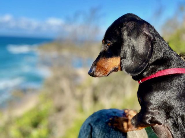 Dog looking for whales in Port Macquarie