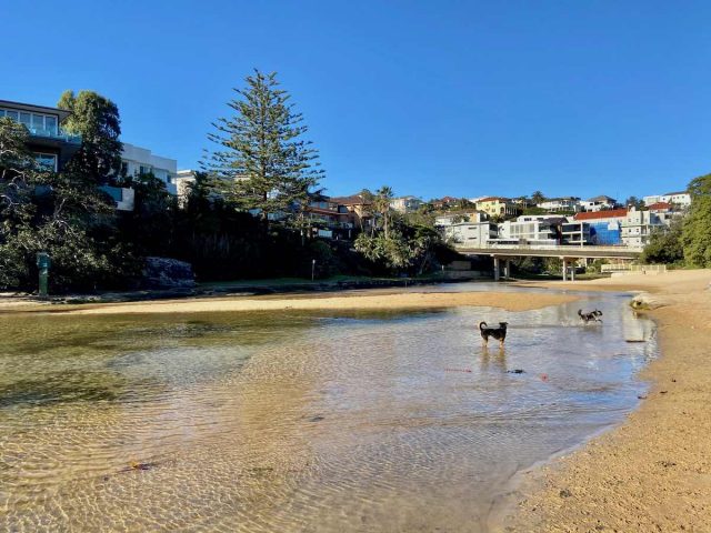 Dogs paddling at Manly Lagoon