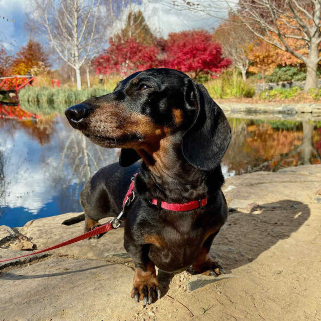 Mayfield Garden with Dog