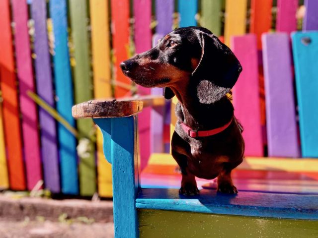 Dog outside the Rainbow Cottage in Nimbin