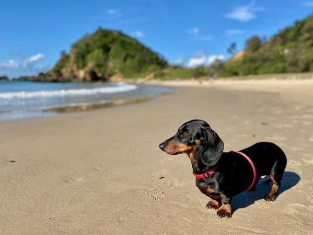 Dog on off-leash Nobbys Beach in Port Macquarie