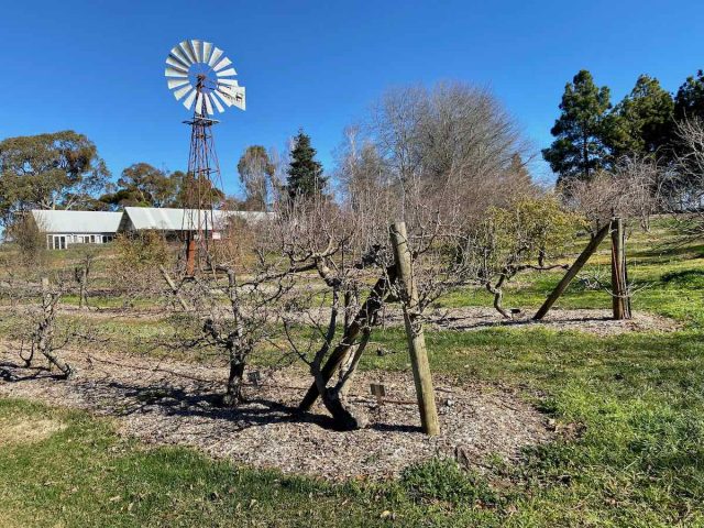 Apple orchard at Orange botanic gardens