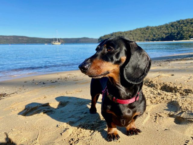 Dog on Patonga Beach