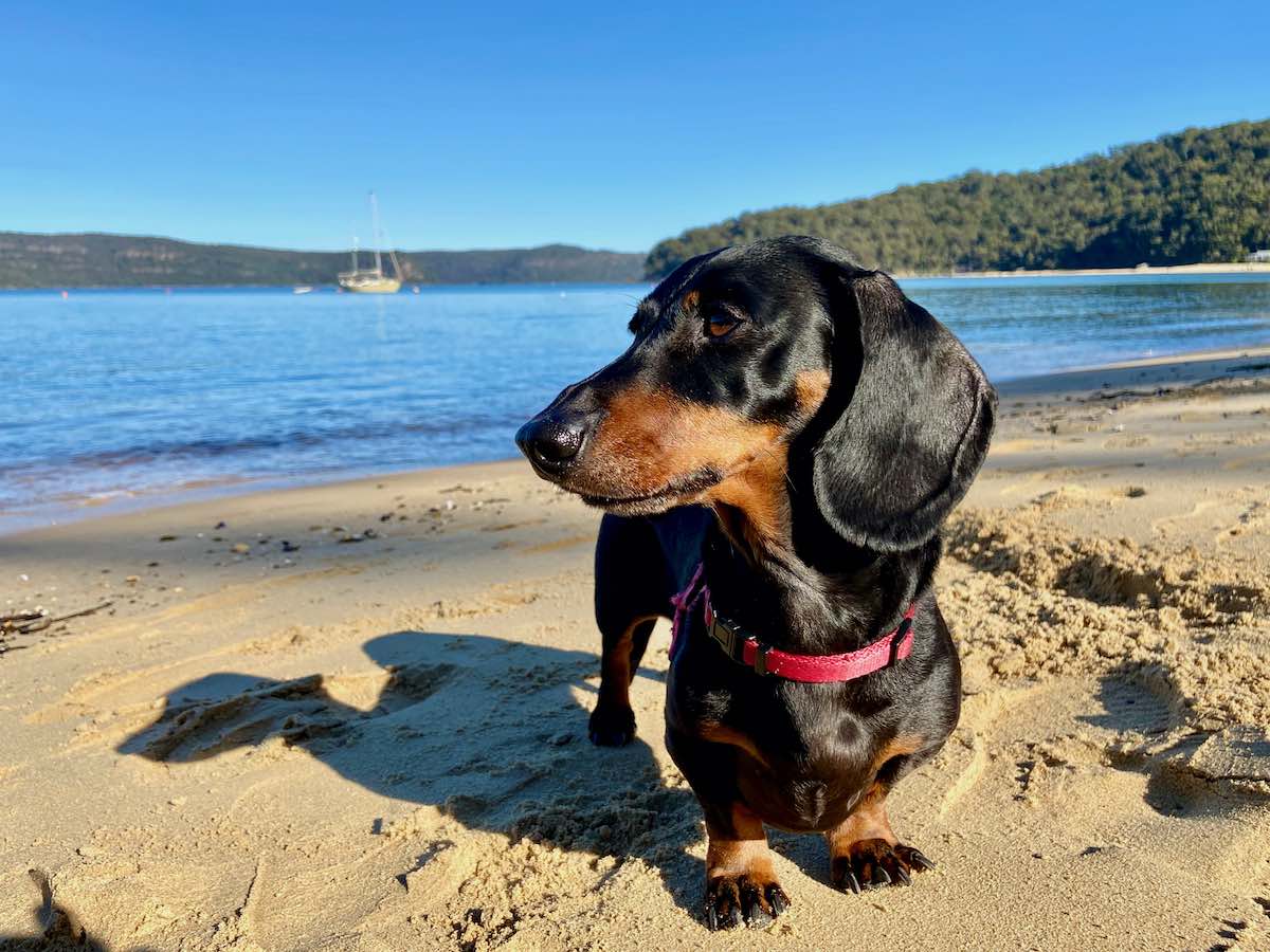 25 Best DogFriendly Beaches In and Around Sydney Travelnuity