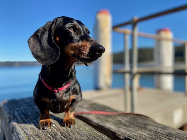 Dog on jetty at Patonga