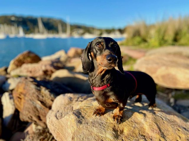 Dog beaches Sydney - Rowland Reserve Dog Park