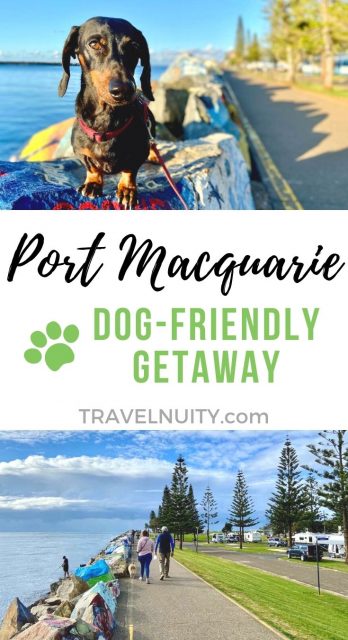 Port Macquarie Dog-Friendly Travel pin