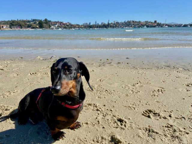 Off-leash Rose Bay Beach