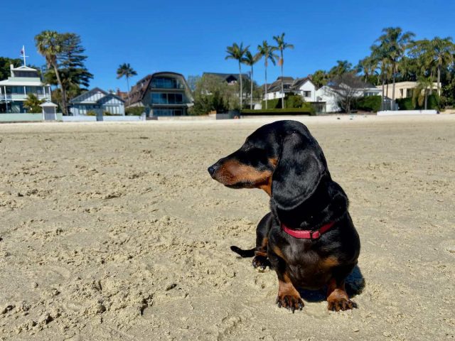 Dog at Rose Bay Foreshore