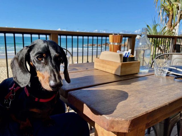 Dog-friendly dining at a beachfront cafe