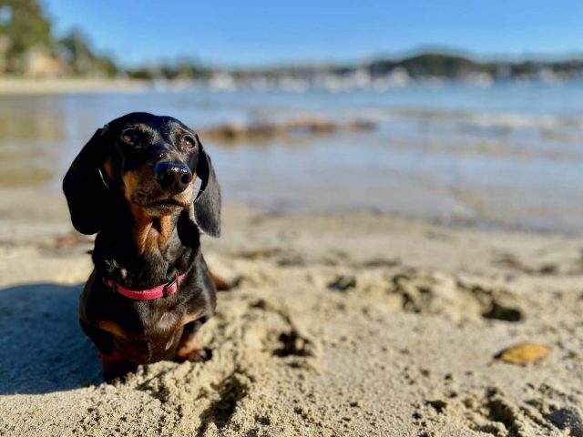 Sandy Cove in Clontarf with dog