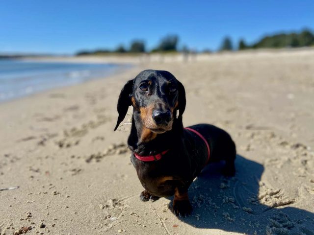 Dog at off-leash dog beach in Kurnell