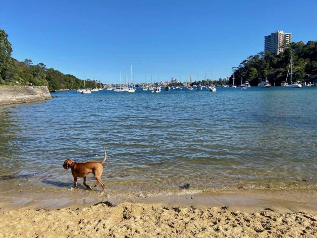 Mosman dog beach