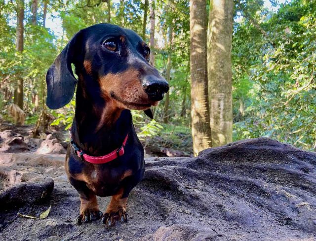 Dog hiking in Strickland State Forest