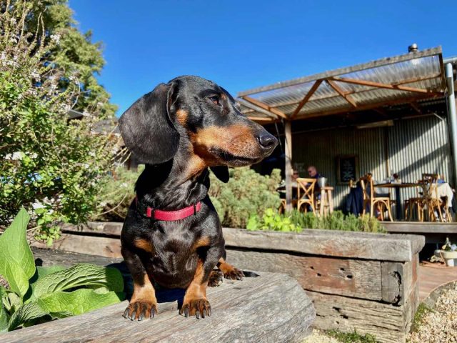 Dog at The Farm near Byron Bay