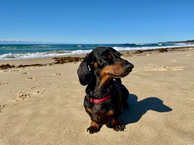 Urunga Beach with Dog