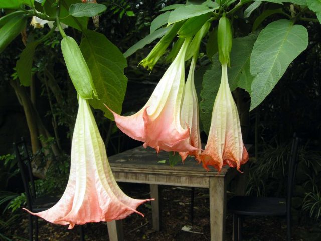 Flowers at Wendy's Secret Garden