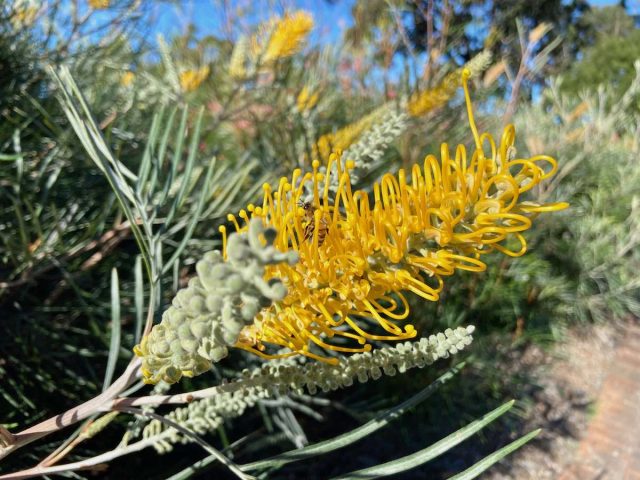 Illawarra Grevillea Park