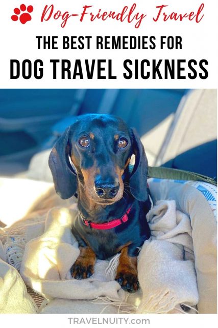 Best Remedies for Dog Travel Sickness