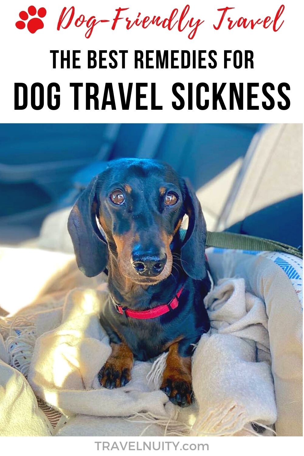travel sickness symptoms for dogs