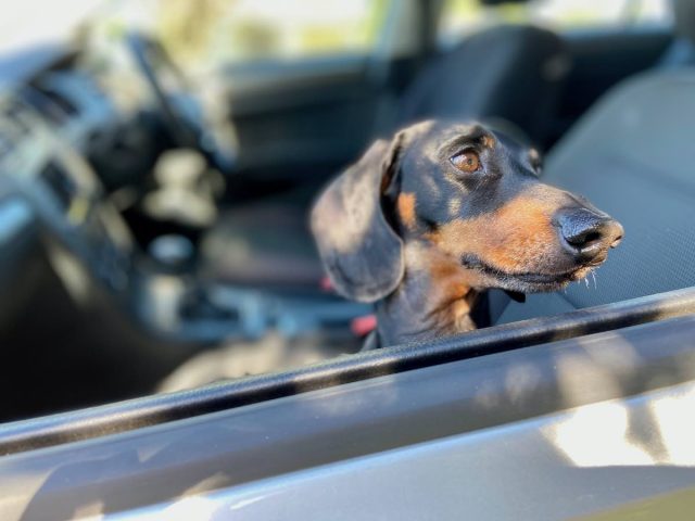 Dog Travel Sickness: Dog at the window of the car