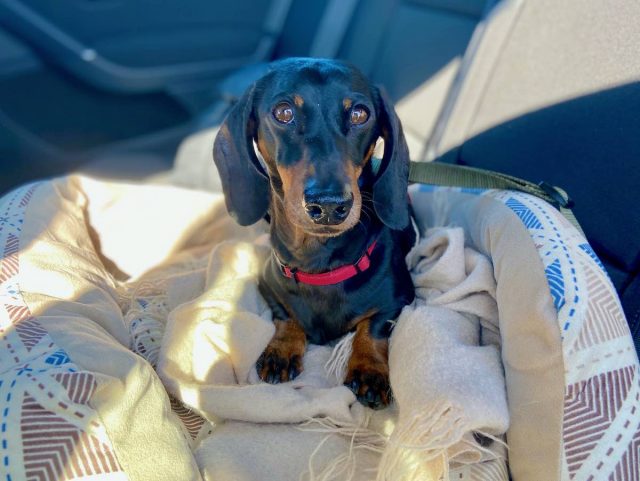 A remedy for car sickness dogs: dog sitting comfortably in bed on car seat