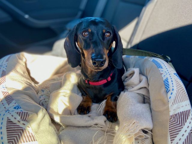 Dog on seat in car