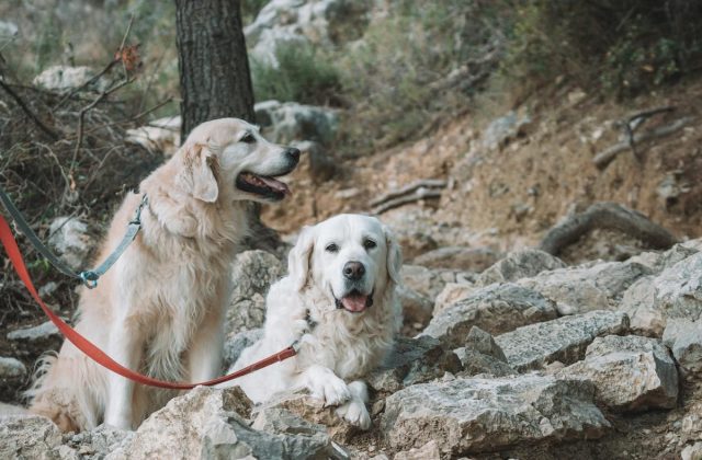 Harvey and Chloe