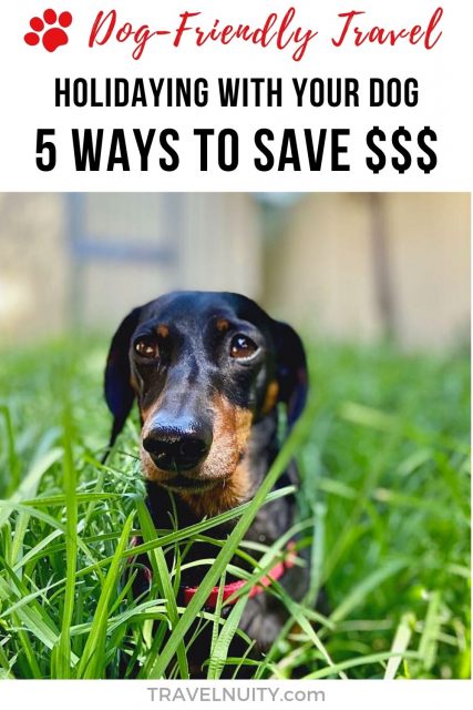 Holidaying with Your Dog - 5 Ways to Save Money pin