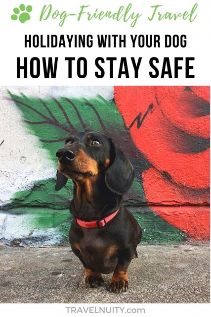 Holiday with Your Dog - How to Stay Safe pin