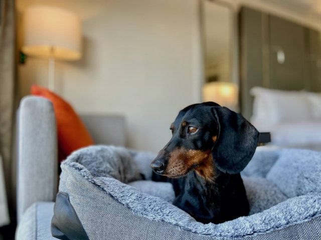 Dog inside room at InterContinental Double Bay