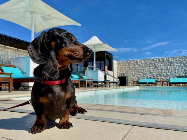 Dog next to pool at luxury hotel