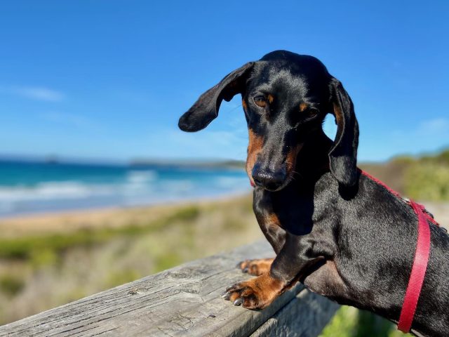 Dog-Friendly Beachside Holiday Rentals 