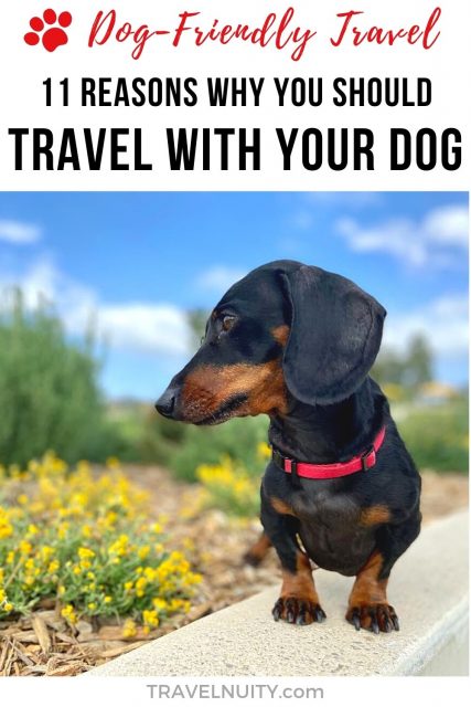 11 Reasons Why You Should Travel with Your Dog pin