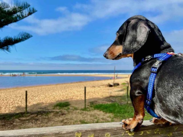 Avoca Beach Lagoon