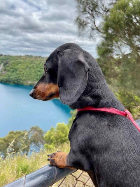 Blue Lake Mt Gamier with Dog