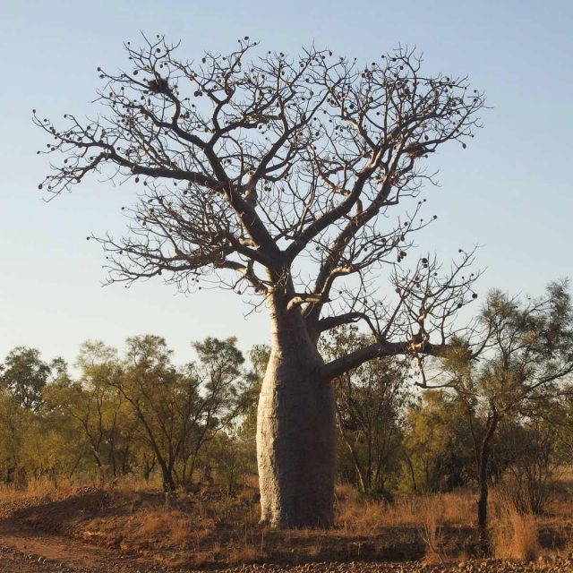 Boab tree in Kimberley region of Western Australia