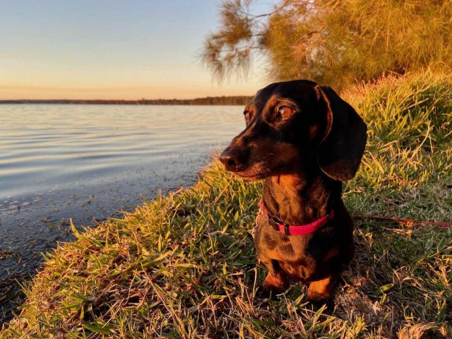Dog at Lake Munmorah at sunset