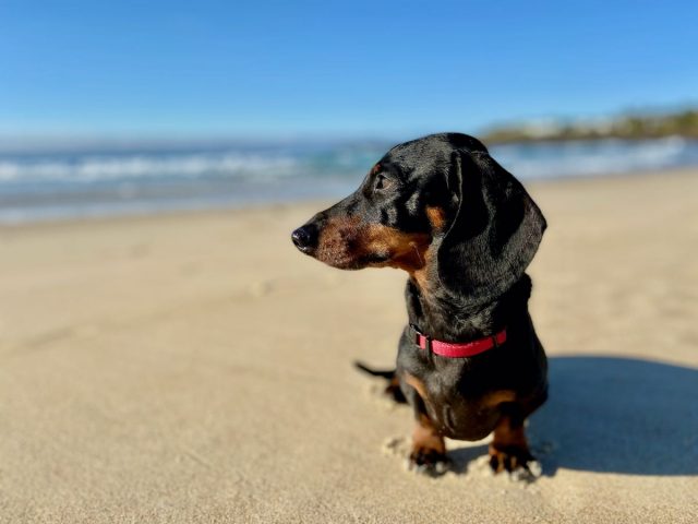 Dog-Friendly Beaches NSW