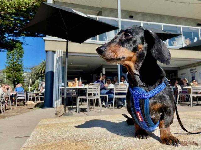 Dog-Friendly Point Cafe Avoca